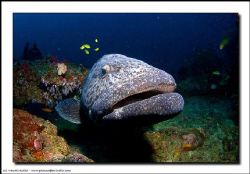 Boris, our resident grouper at this site, is always a cro... by Vandit Kalia 